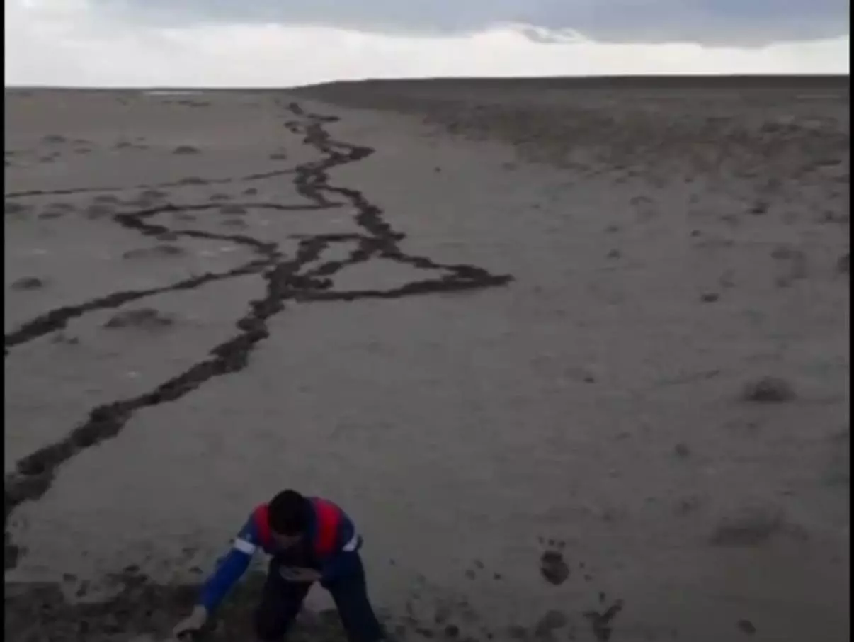 Маңғыстау облысында жылқылар жаппай қырылуда: Ақшымырауда не болып жатыр?