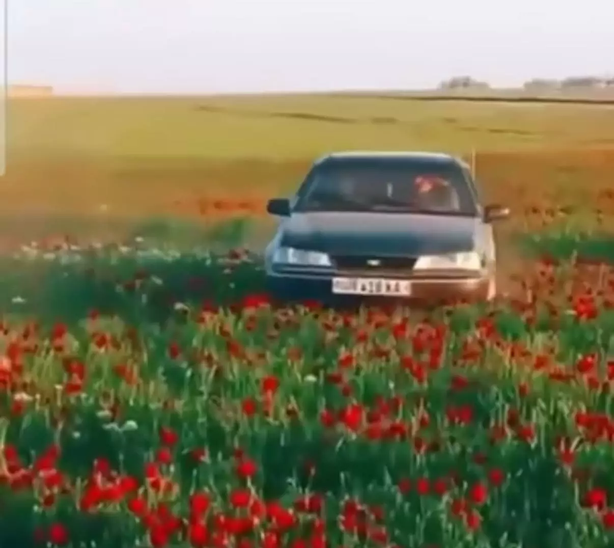 Гүлді таптаған: Лайк үшін табиғатты қорлады