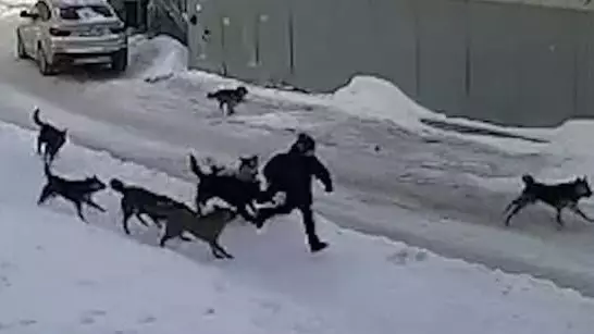 Абенов: проблему бродячих собак нужно решать системно, а не эмоциями