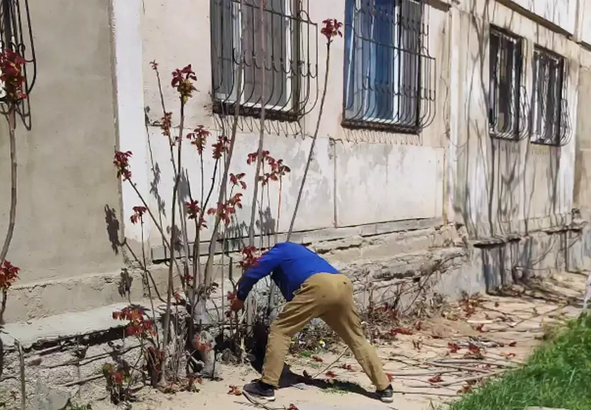 Вырубку деревьев пытались остановить жители Актау - новости на Lada.kz 19.04.2026