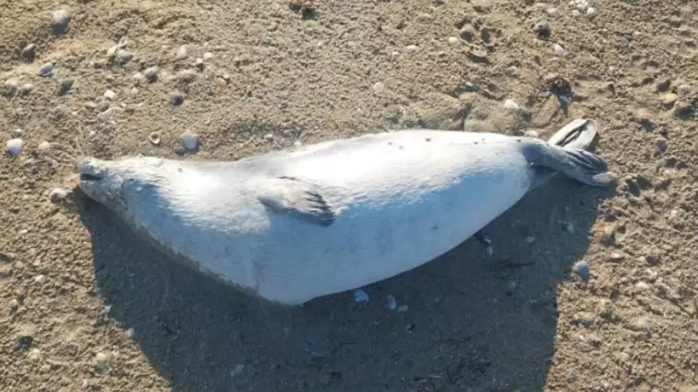 Около 200 каспийских тюленей погибли у побережья Казахстана.