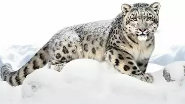 Алтын-Емелде қар барысы камераға түсіп қалды