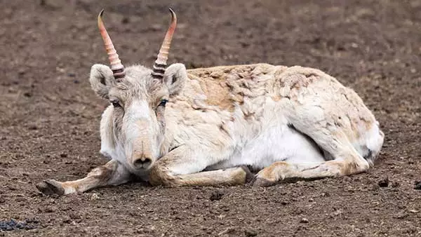 Атырау облысында 800-ден астам киік қырылып қалды