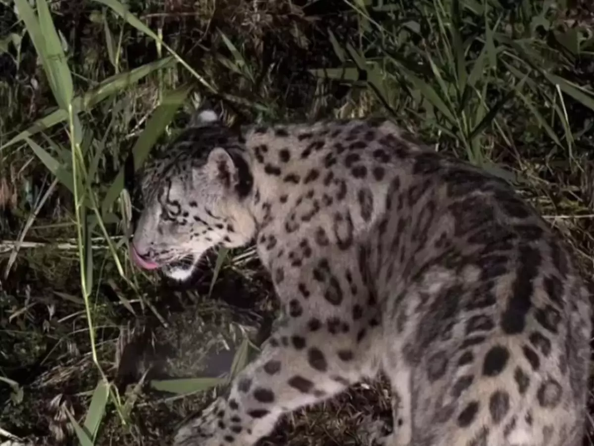 «Алтын-Емел» ұлттық паркі аумағында қар барысы камераға түсіп қалды