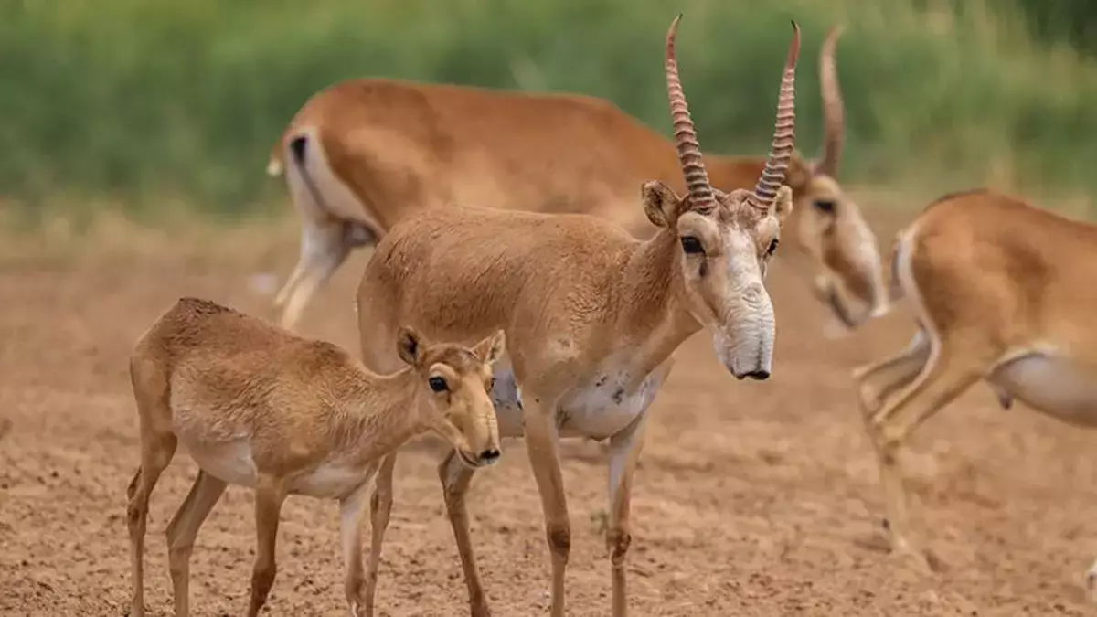 Масштаб трагедии в Атырауской области перешел все границы - новости на Lada.kz 19.04.2026