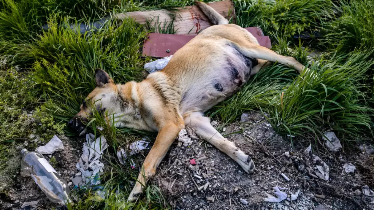 Ақтауда белгісіз біреулер жүкті итті пышақтап тастаған