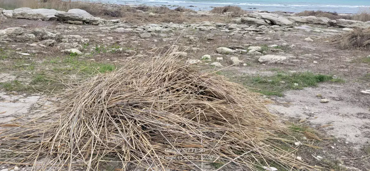 «Уничтожают всё зелёное»: в Актау скосили тростник у моря - новости на Lada.kz 19.04.2026