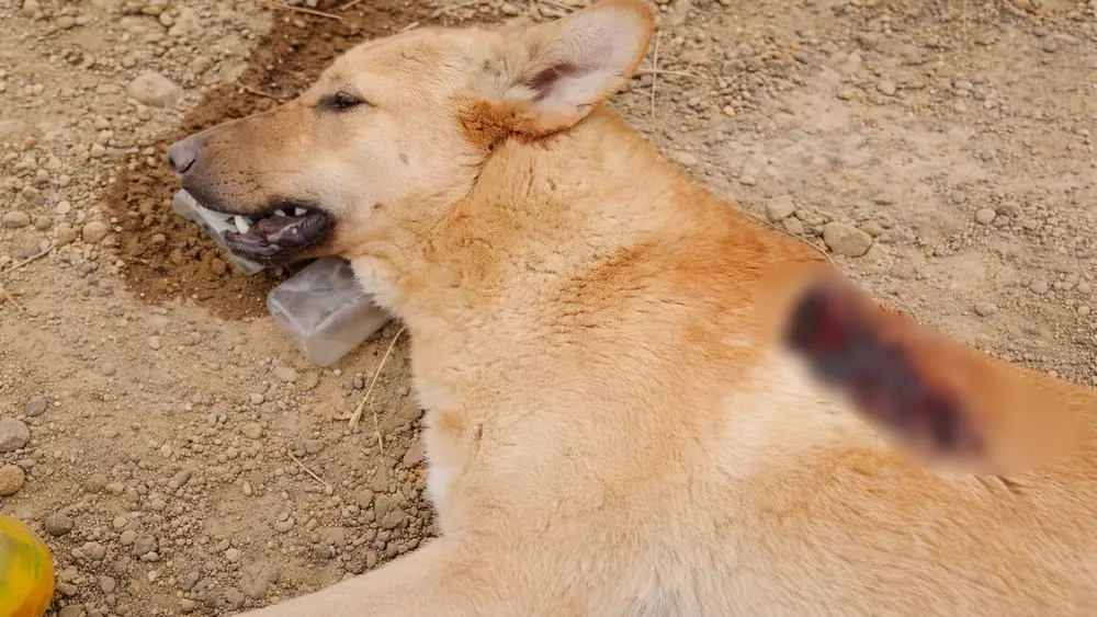 В Актау погибла раненая беременная собака: зоозащитники требуют расследования