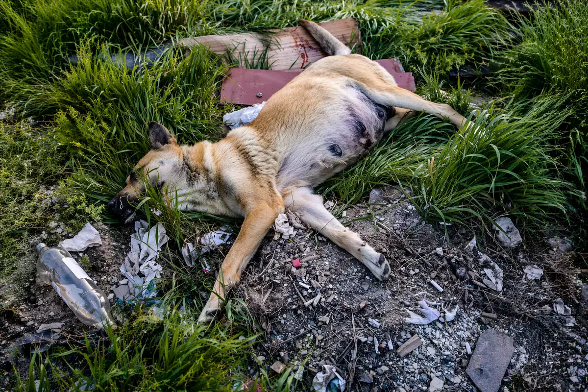 Живодёры среди нас: беременную собаку убили ножом в Актау - новости на Lada.kz 19.04.2026