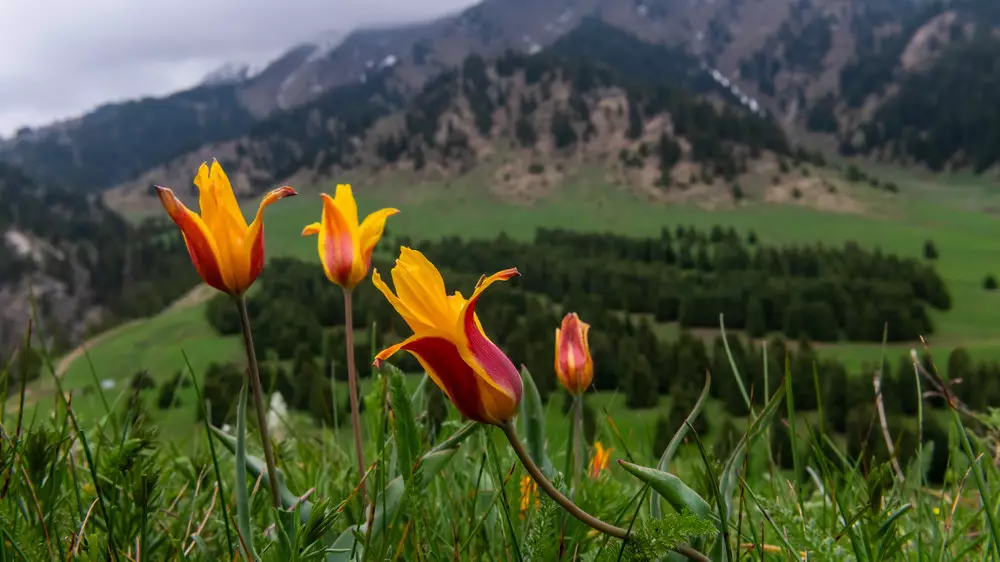 Потепление до +25, местами дожди: какой будет погода в Казахстане 20 апреля