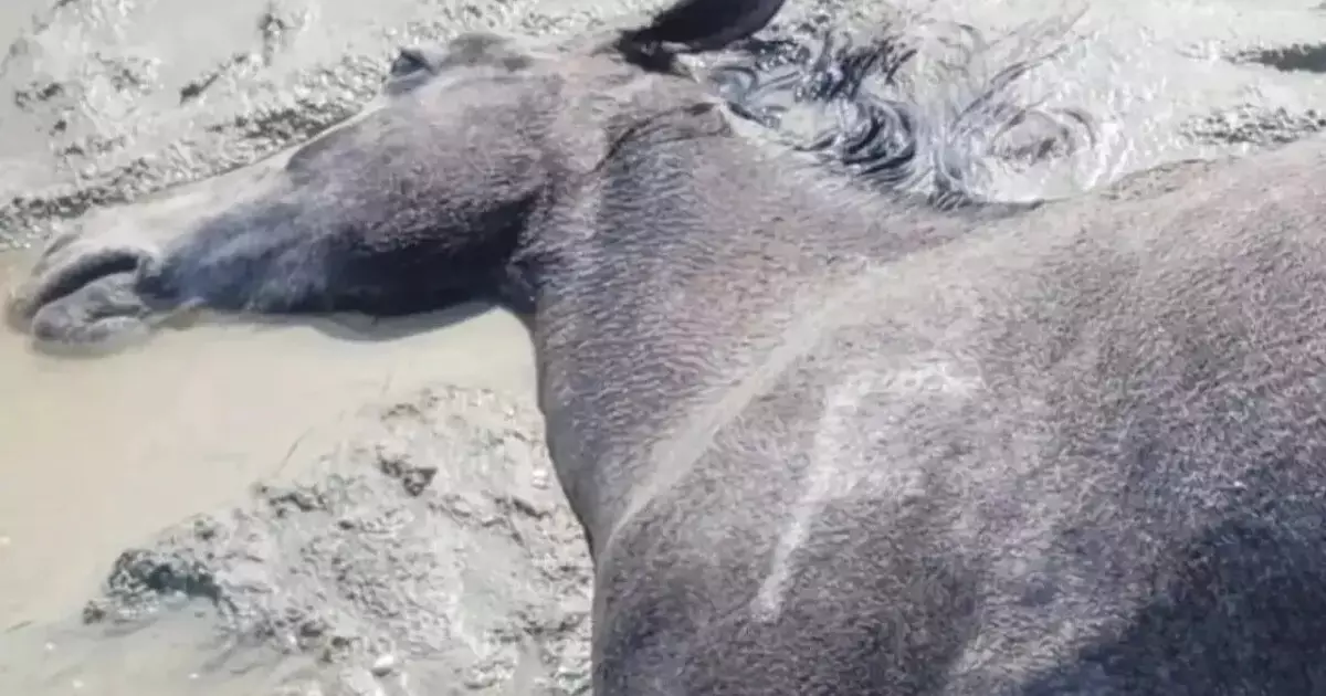  Маңғыстауда жүздеген жылқы қырылды: арнайы комиссия құрылды 