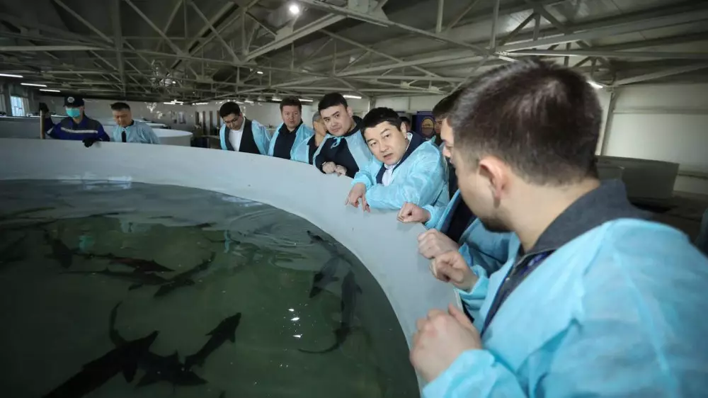 Как развивают рыбное хозяйство в Мангистау