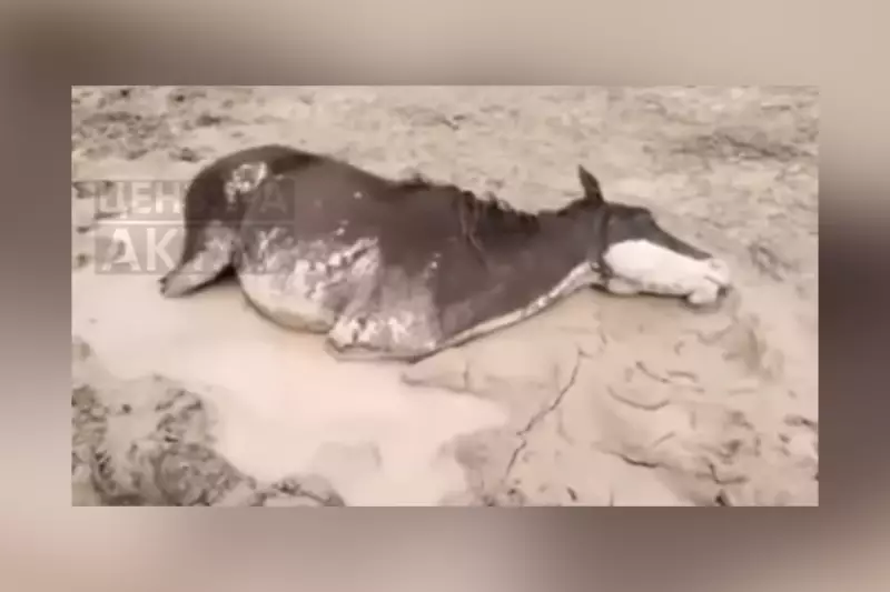 Массовый падёж скота после ливней: что заявили в акимате Мангистау