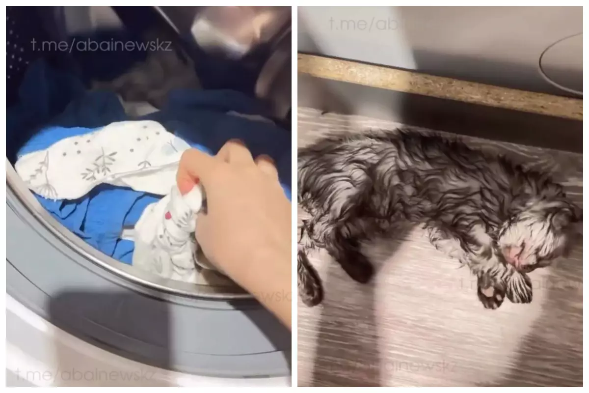 Семейлік блогер мысығын кір жуғыш машинада өлтіріп алған