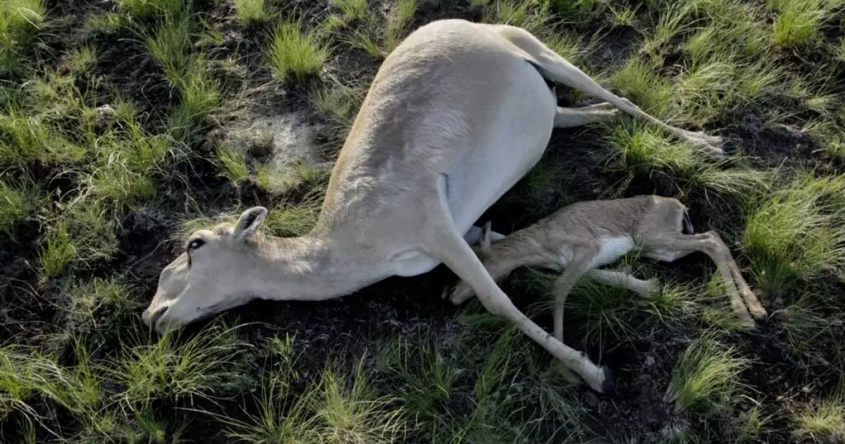  Атырау облысында 800-ден астам өлі киік табылды 