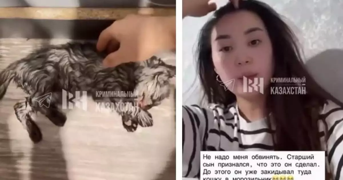  Мысықты кір жуғыш машинаға салып өлтірген. Анасы өз ұлын айыптады 