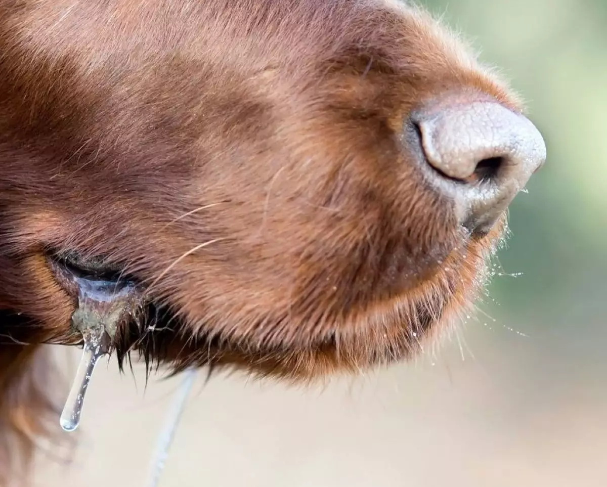 Лекарства не существует: три человека погибли от бешенства в Казахстане