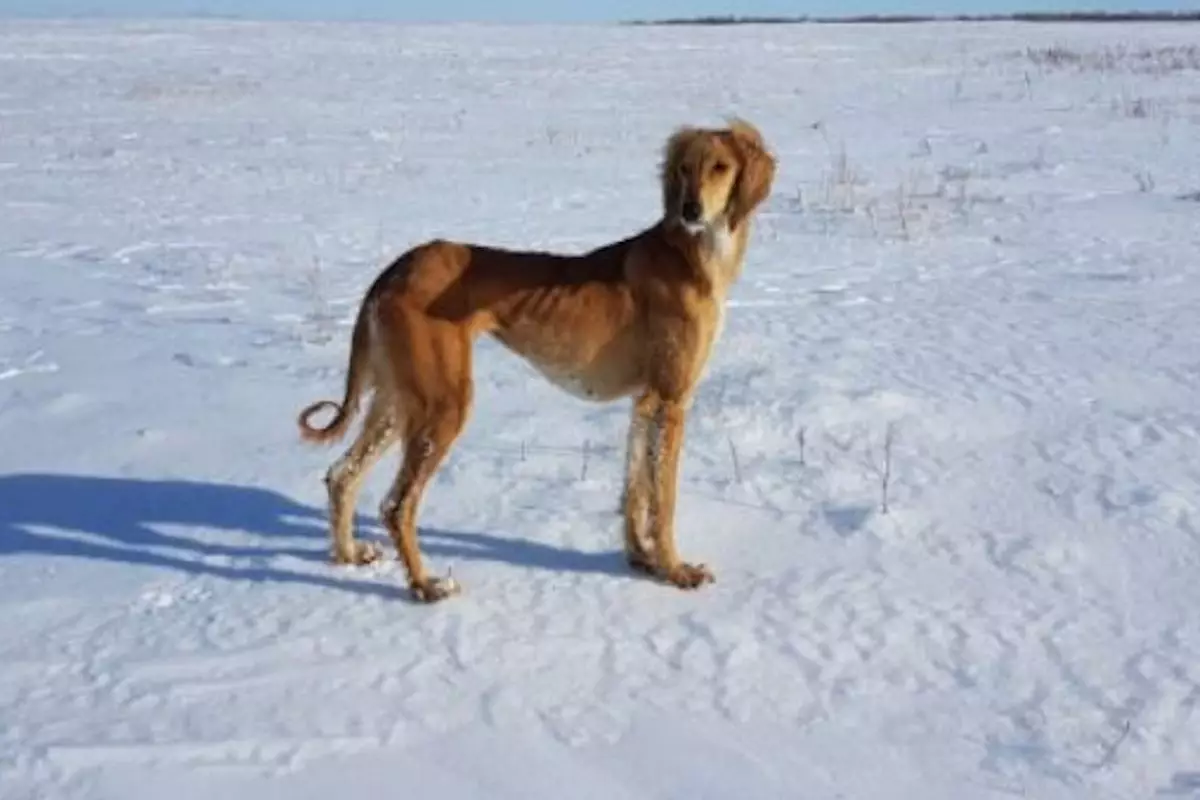 Национальное достояние: когда казахстанцы будут праздновать День тазы и тобета