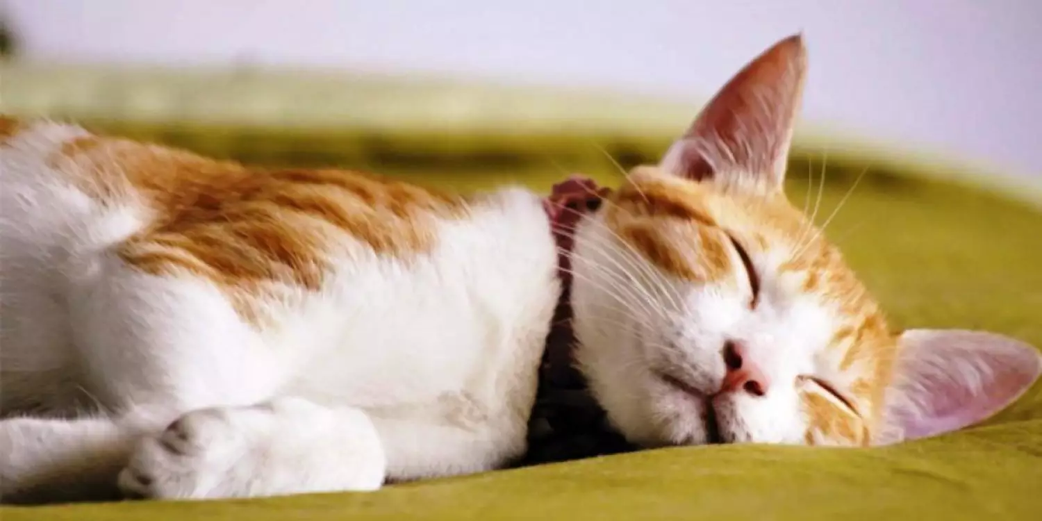 Семейде мысық кір жуғыш машинада бір сағаттай жуылып, мерт болды (ВИДЕО)