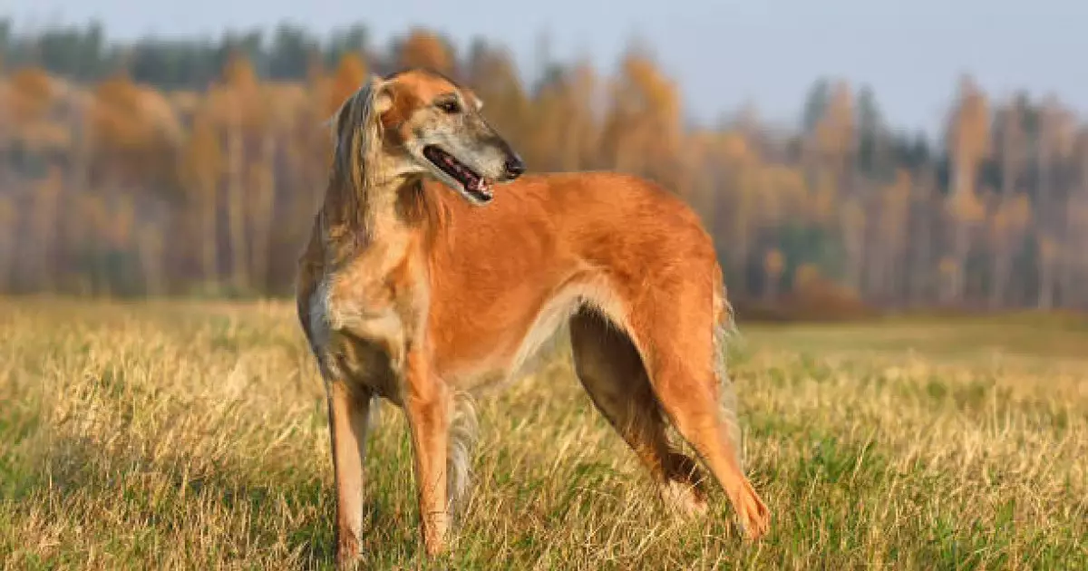  Қазақстанда тағы бір жаңа мереке пайда болмақ 