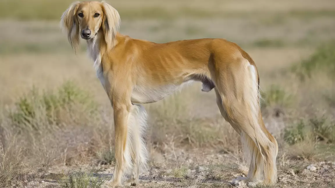 Қазақстанда жаңа мереке пайда болды