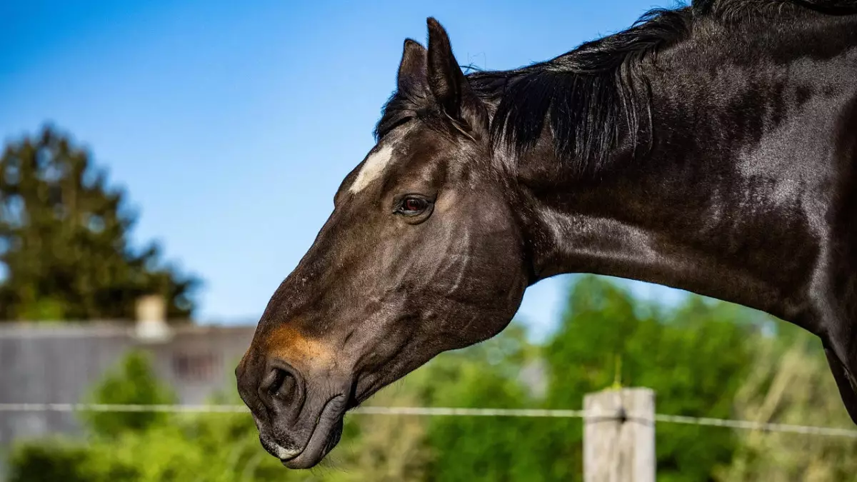 Более 100 лошадей погибли: В Мангистау ликвидируют последствия непогоды