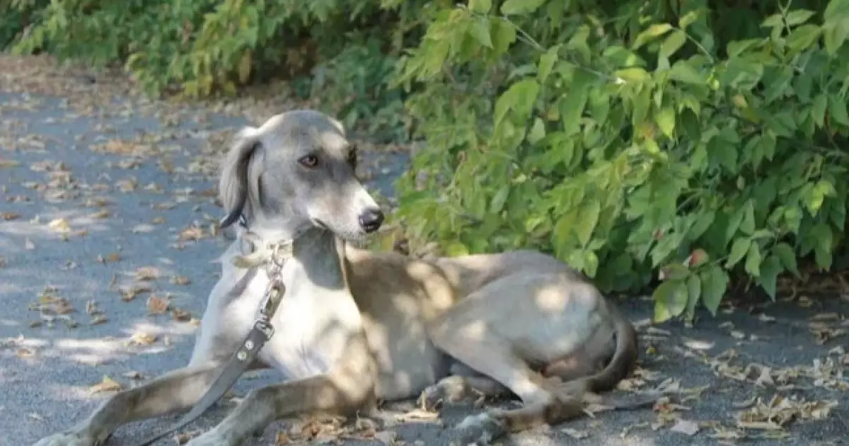  Қазақстанда тағы бір жаңа мереке пайда болды 