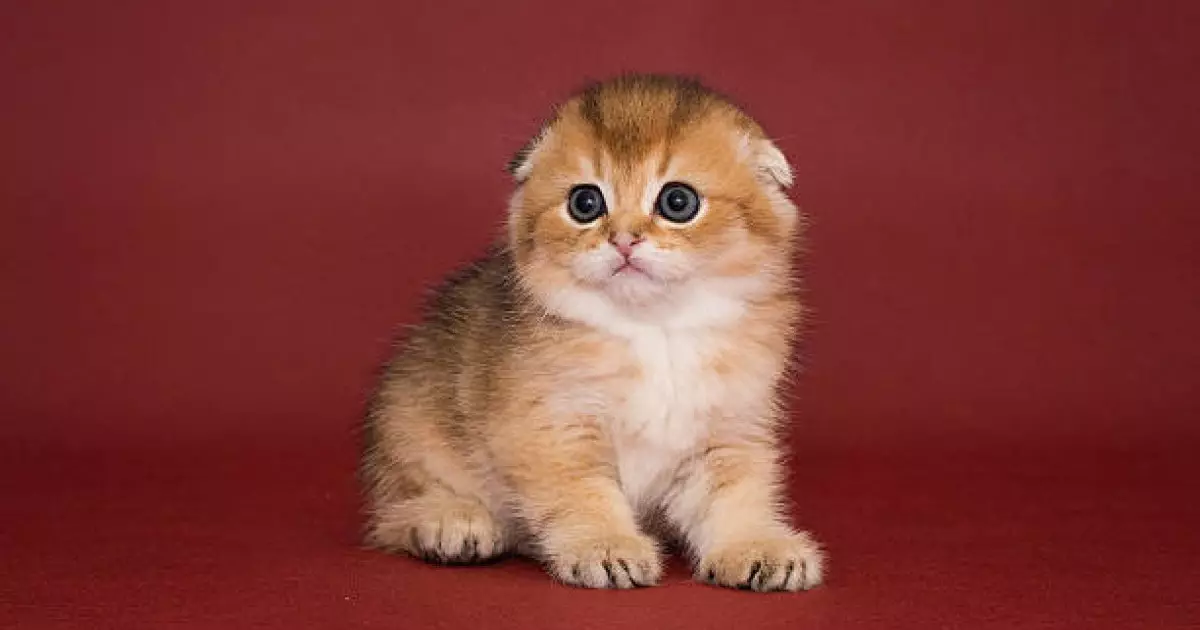  Семейлік әйел мысықты кір жуғыш машинаға салып өлтірген 