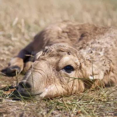 Ветеринары бьют тревогу из-за массовой гибели сайгаков в регионах страны