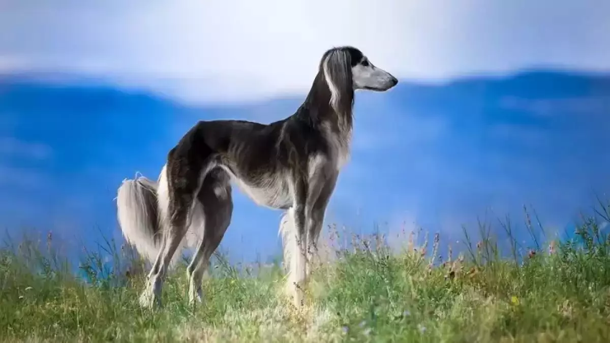 Қазақстанда жаңа мереке пайда болады –  тазы мен төбет күні