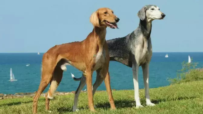 Казахстан вводит новый праздник в честь национальных пород собак.