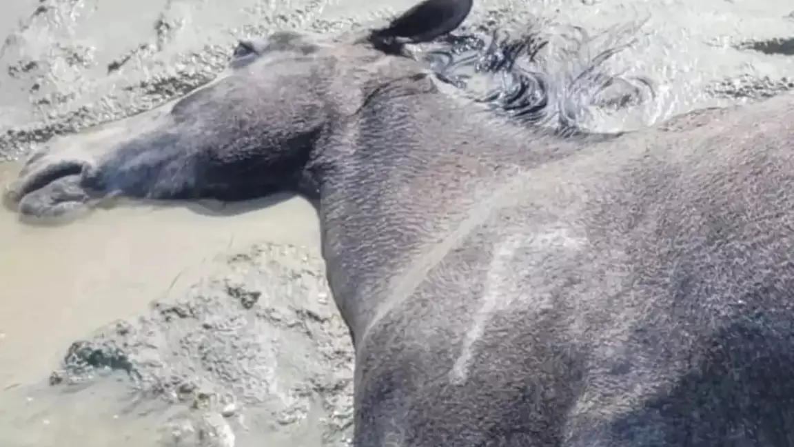 Маңғыстауда ондаған жылқы қырылды: әкімдік пікір білдірді
