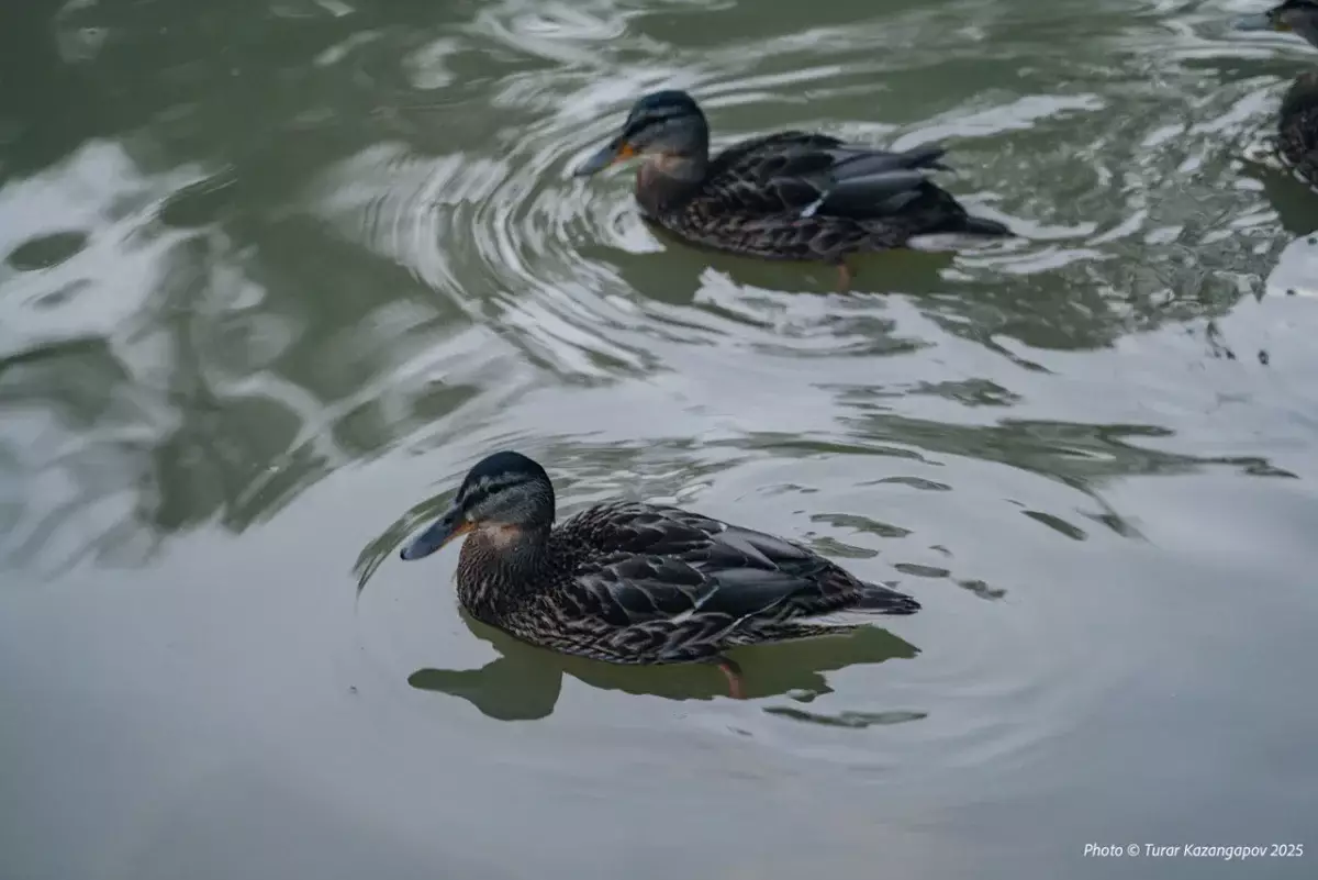 Циклон из Москвы накроет Казахстан