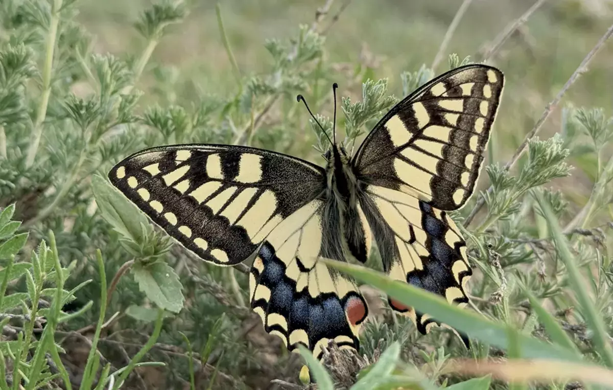 «Вот это находка!»: жительница Актау поделилась эмоциями от встречи с махаоном - новости на Lada.kz 20.04.2026