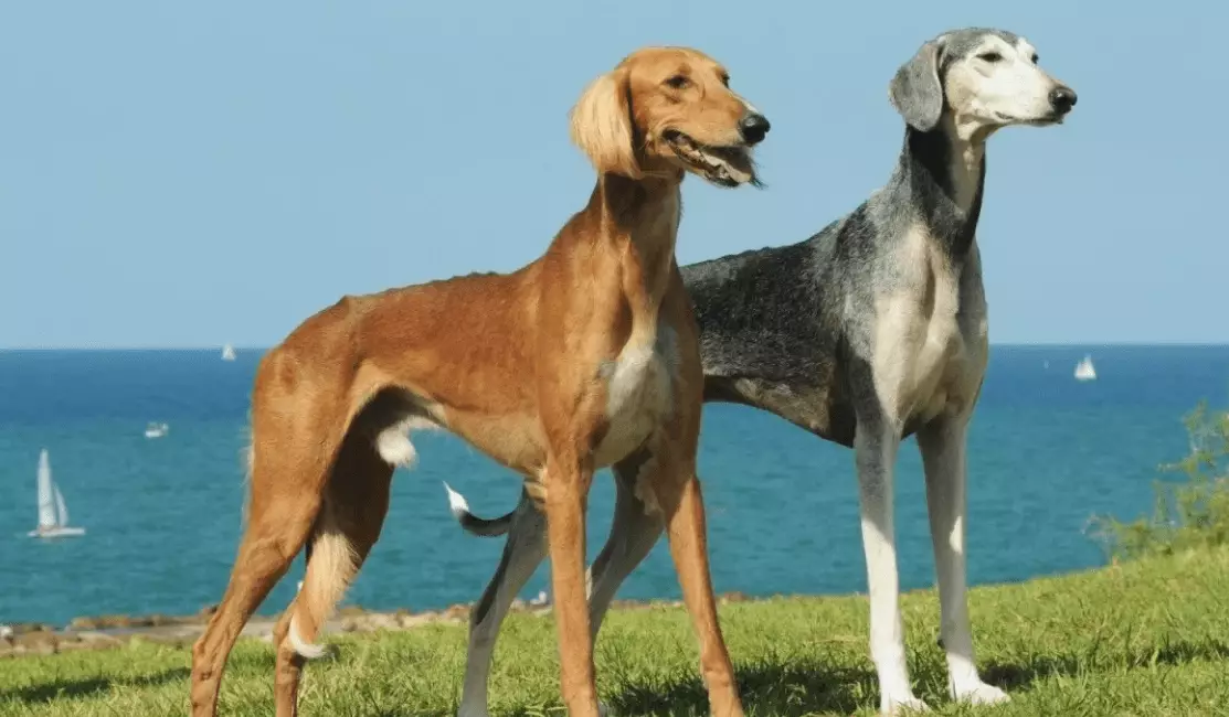 Собачьи породы тазы и тобет получили собственный день в календаре Казахстана