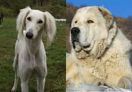 Төбет күнін тойлау: Қазақстанда жаңа ерекше мереке пайда болады