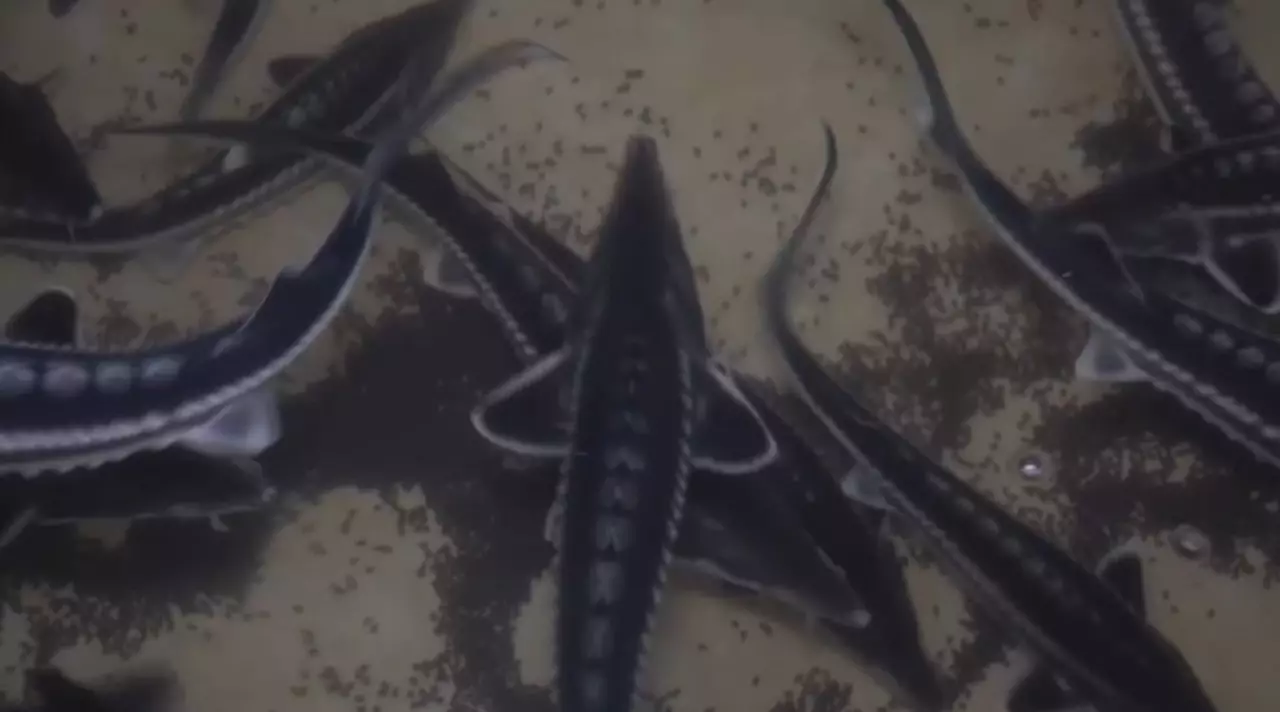 Балық шаруашылығы саласындағы бірегей жоба