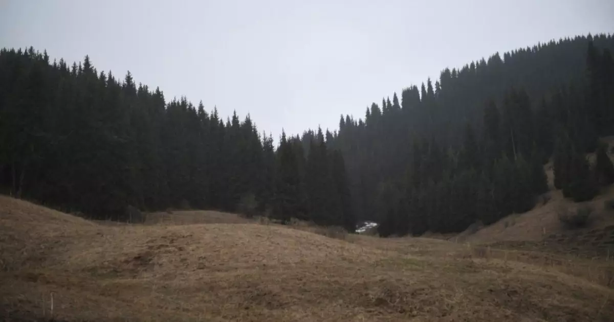   Алматы облысында орман қоры ұлғаюда   