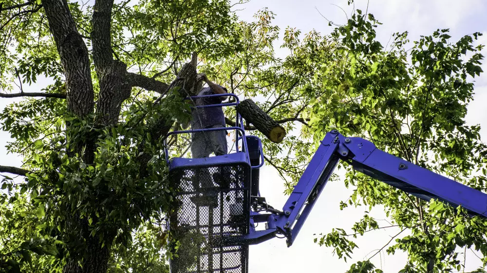 Высоту деревьев в Алматы могут ограничить до 7 метров
