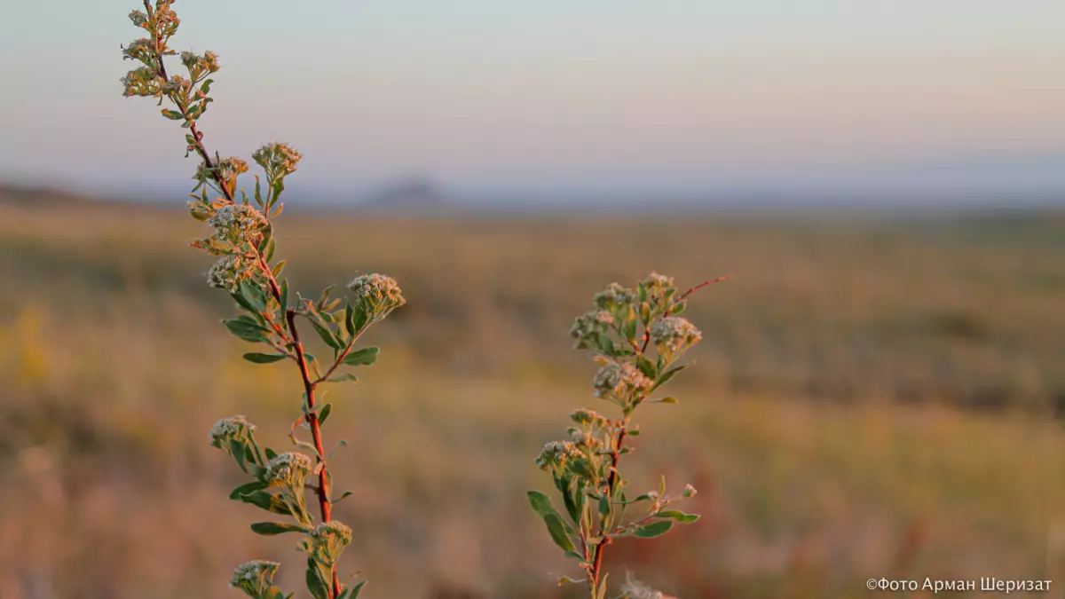 Жылжымайтын жер кезегі: Жетісу соты әкімдіктің былығын ашты