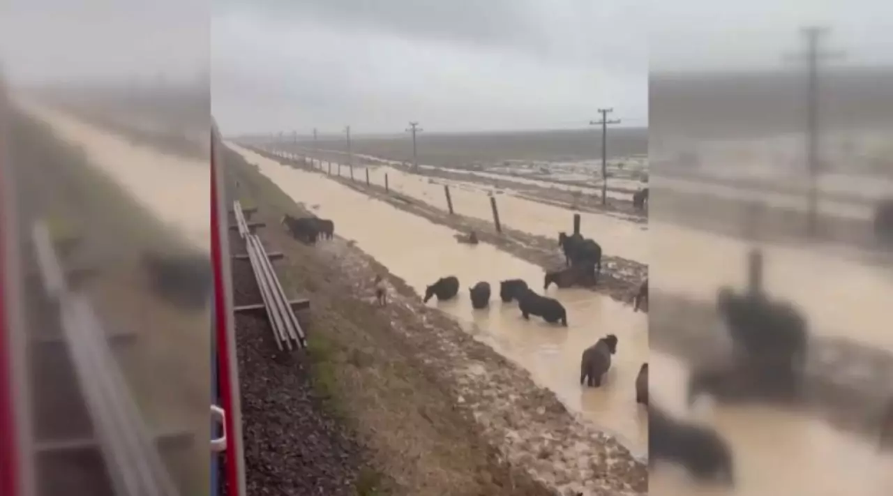 Маңғыстау облысындағы жайылымда жүздеген жылқы қырылып қалды