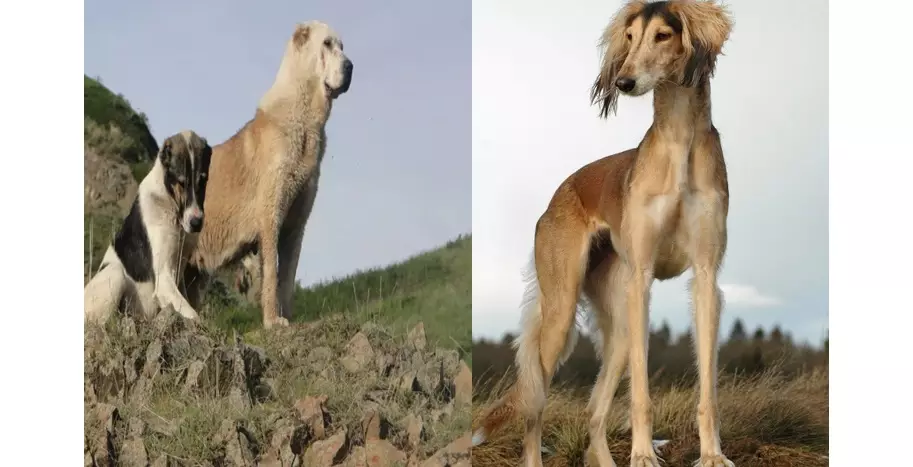 Қазақстанда «Қазақ тазысы мен төбет күні» жаңа мереке болып бекітілді