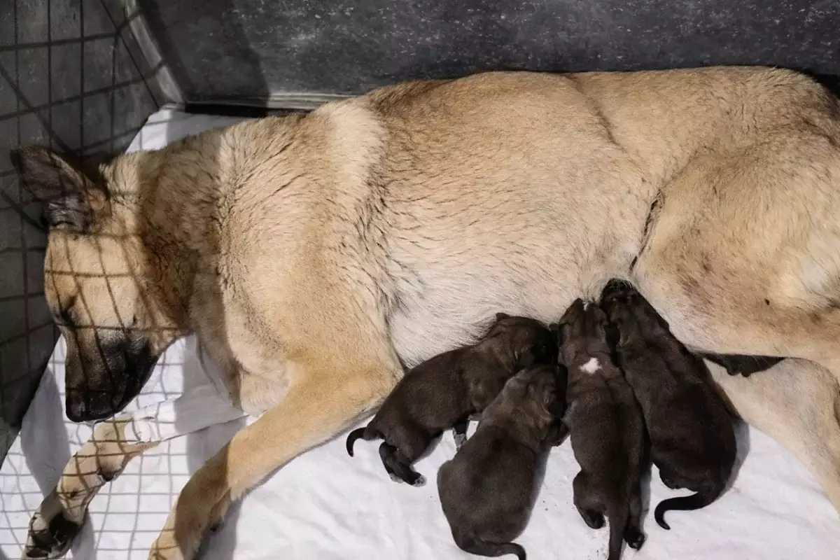 Щенки остались без мамы. В Актау смертельно ранили беременную собаку