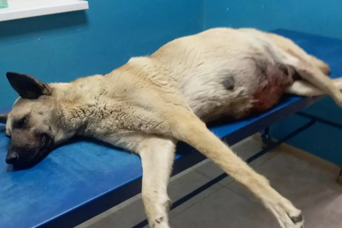 Под Актау беременную собаку ранили ножом, спасти ее не удалось
