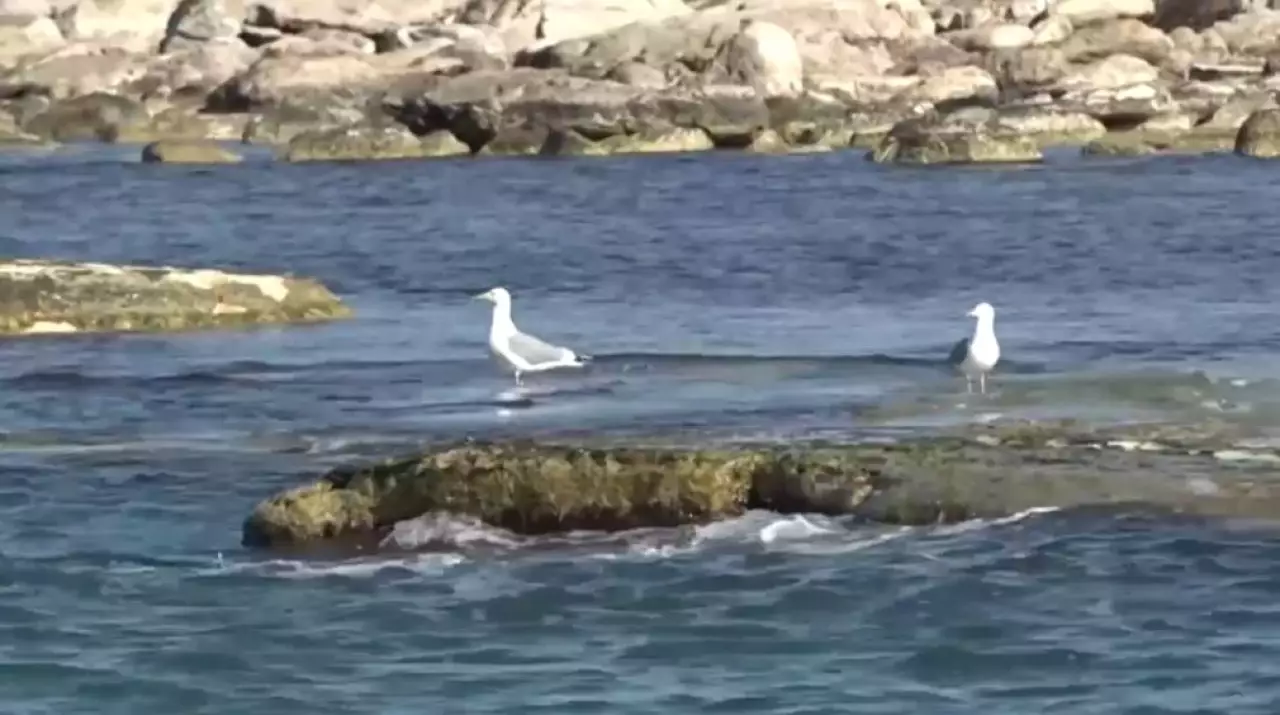 Какие проблемы обсудят на экологическом саммите