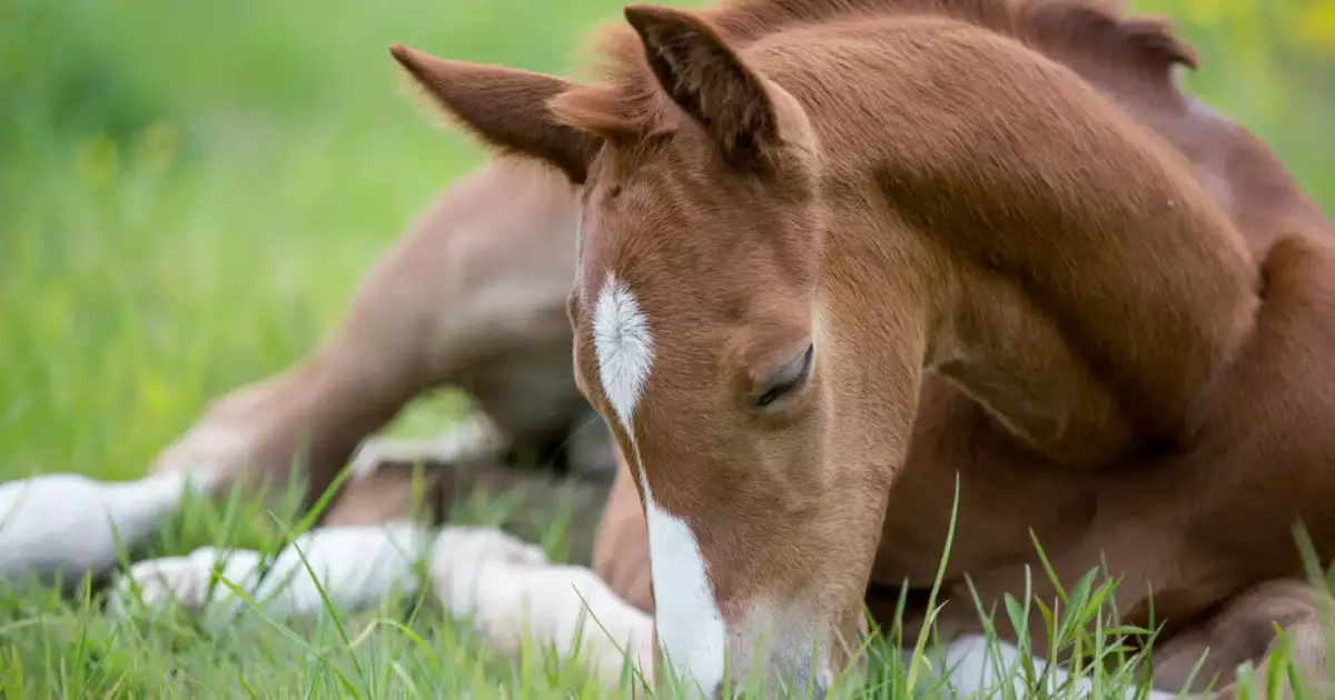  Ақмола облысында өрт сөндірушілер шұңқырға түсіп кеткен құлынды құтқарып алды (ВИДЕО) 