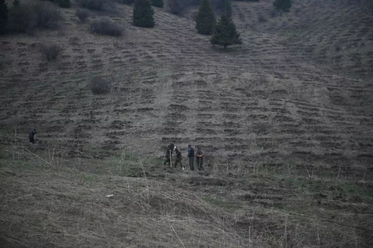 Алматы облысында орман қоры ұлғаюда