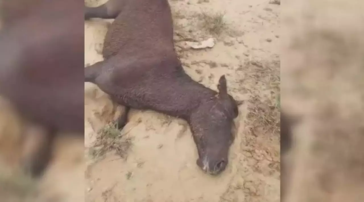 Гибель домашнего скота после ливней выявили в Мангистауской области