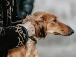 Казахстан вводит необычный новый праздник День перца.