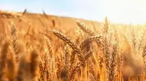 В Казахстане запатентовали новые сорта сельхозкультур и агротехнологии для повышения урожайности.